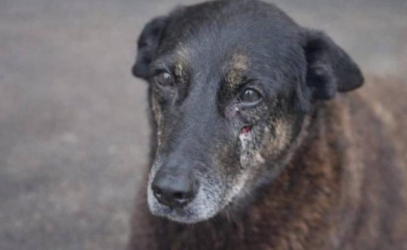 “Caso Orelha” mobiliza mais de 2 milhões de menções nas redes e pressiona autoridades por justiça