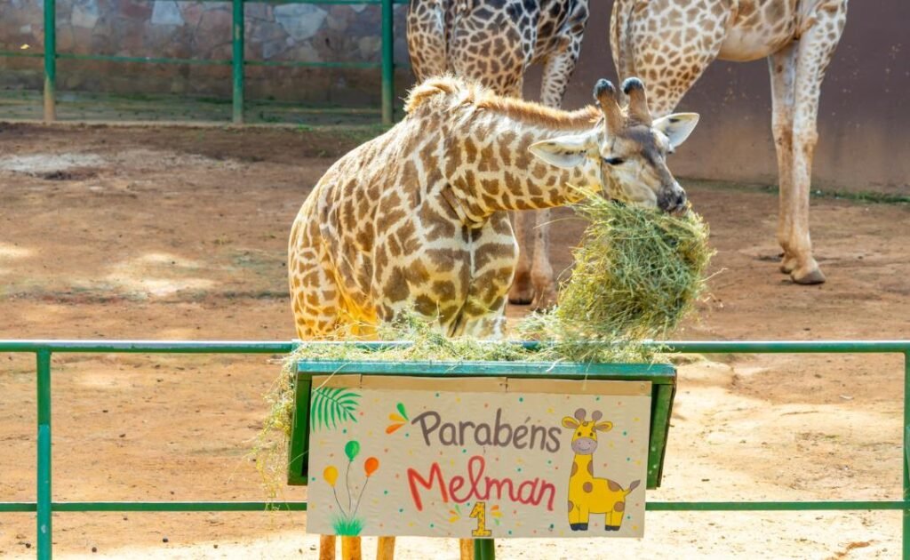 Fofura! Zoo São Paulo comemora primeiro aniversário de Melman com festa especial para visitantes